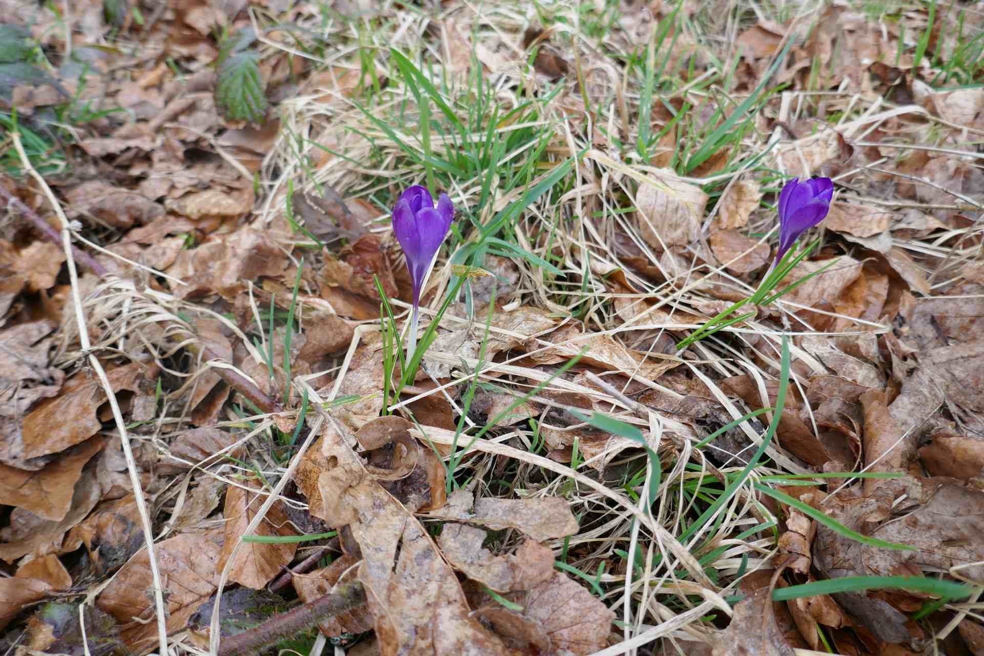 03 März - rund um Goldshöfe